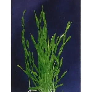 Neu Vallisneria torta
