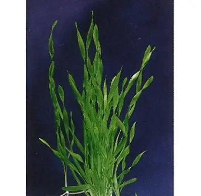 Neu Vallisneria torta