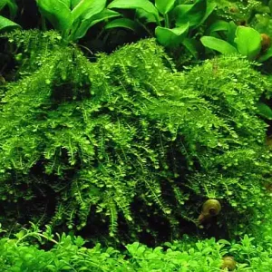 Vesicularia dubyana Top-Preis