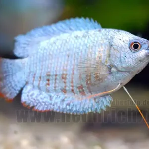 Must-Have Zwergfadenfisch "Cobalt Blue", lg (Colisa lalia)