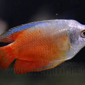 Ausverkauf Zwergfadenfisch "Royal Red", lg (Colisa lalia)