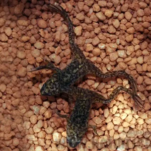 Bestseller Zwergkrallenfrosch, large (Hymenochirus spec.)
