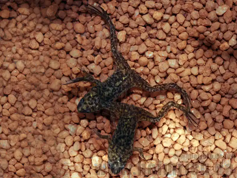 Bestseller Zwergkrallenfrosch, large (Hymenochirus spec.)