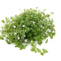 Direkt Vom Hersteller Bacopa australis In-Vitro