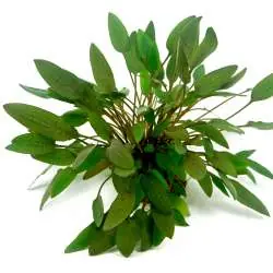 Cryptocoryne wendtii 'Kompakt' In-Vitro Garantierte Lieferung