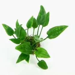 Cryptocoryne pontederifolia In-Vitro Super-Preis