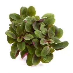 Zertifiziert Lobelia cardinalis ´Mini´ In-Vitro