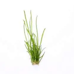 Lilaeopsis macloviana Top-Seller