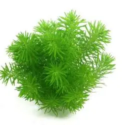 Aktuell Pogostemon erectus