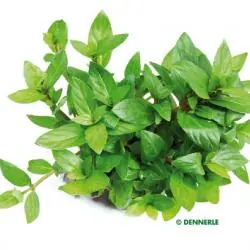 Schneller Versand Staurogyne repens