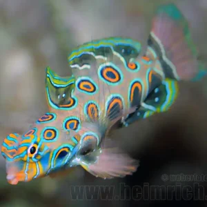 LSD-Mandarinfisch (Pterosynchiropus picturatus) Sale