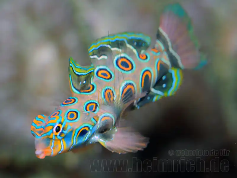 LSD-Mandarinfisch (Pterosynchiropus picturatus) Sale