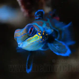 Super-Preis Mandarinfisch (Synchiropus splendidus)