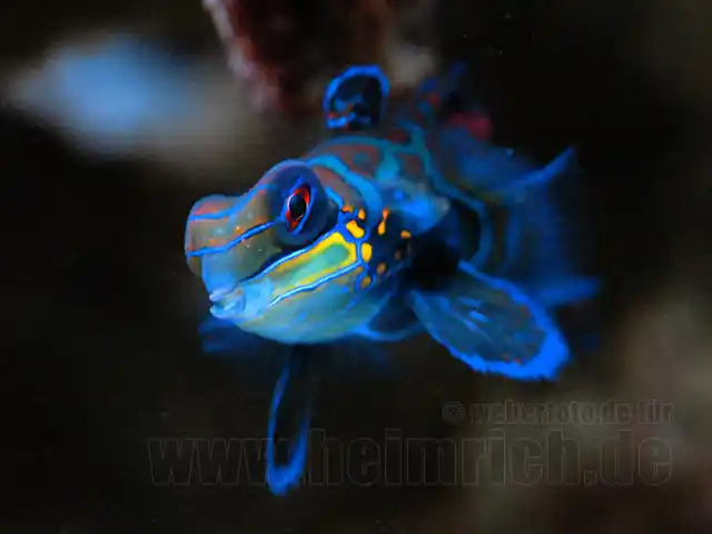 Super-Preis Mandarinfisch (Synchiropus splendidus)