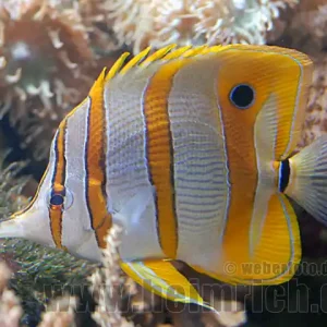 Kupferstreifen-Pinzettfisch, med (Chelmon rostratus) Nur Für Kurze Zeit