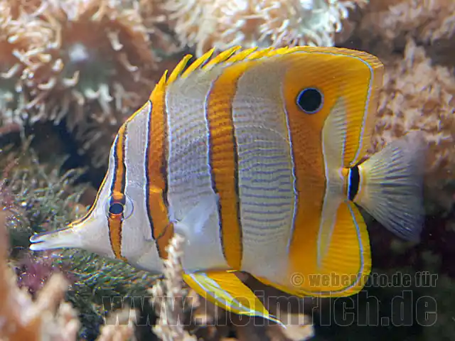 Kupferstreifen-Pinzettfisch, med (Chelmon rostratus) Nur Für Kurze Zeit