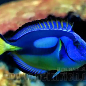 Knallerangebot Paletten-Doktorfisch, tiny (Paracanthurus hepatus)