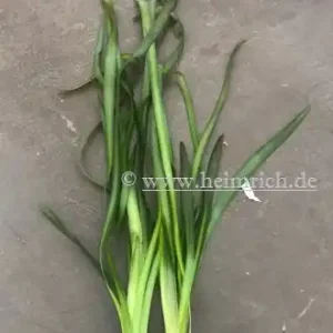 Must-Have Vallisneria gigantea spec. rubra