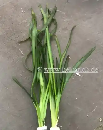 Must-Have Vallisneria gigantea spec. rubra