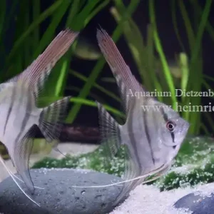 Garantierte Lieferung PERU ALTUM-Skalar, med (Pterophyllum altum - Nachzucht)