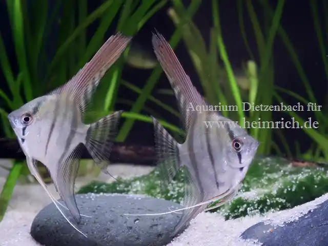 Garantierte Lieferung PERU ALTUM-Skalar, med (Pterophyllum altum - Nachzucht)