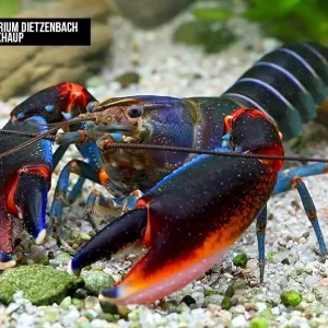 Cherax alyciae - "blue kong red claw" Krebs Rabatt