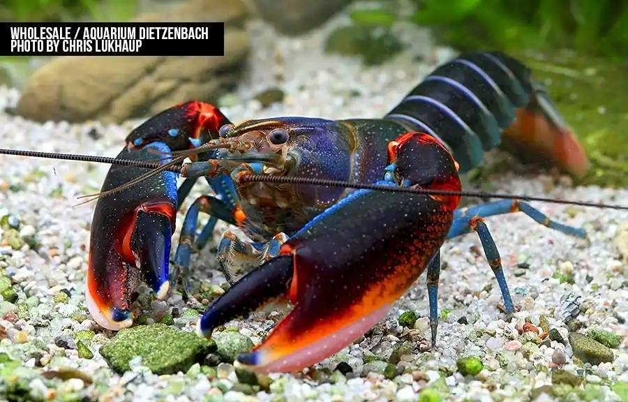 Cherax alyciae - "blue kong red claw" Krebs Rabatt