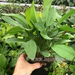 Geprüft Echinodorus Reni XXL (Mutterpflanze)