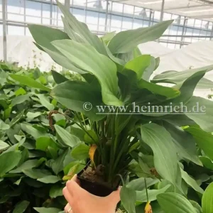 Neu Echinodorus argentiniensis XXL (Mutterpflanze)