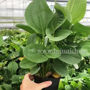 Echinodorus harbig XXL (Mutterpflanze) Online Kaufen