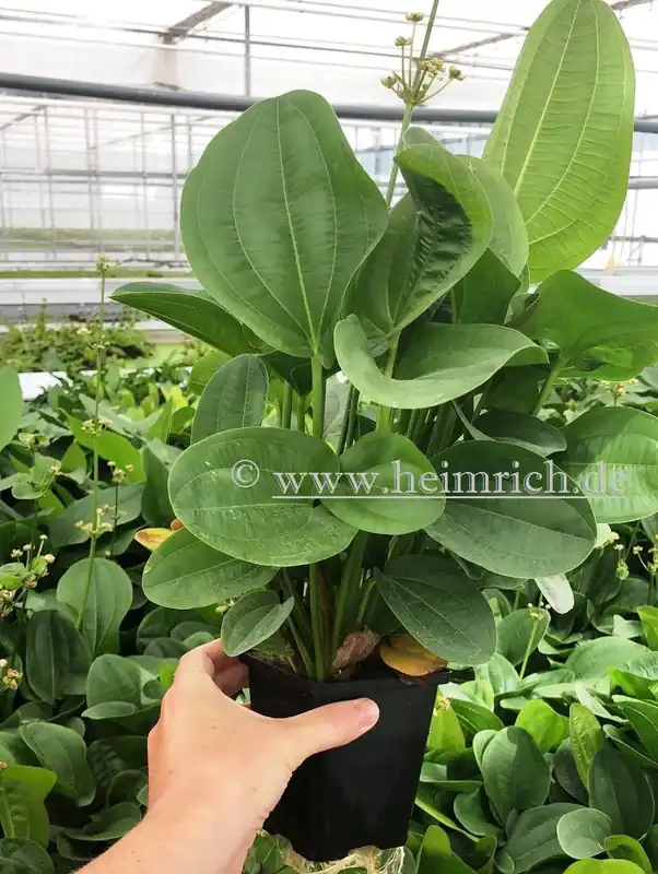 Echinodorus harbig XXL (Mutterpflanze) Online Kaufen