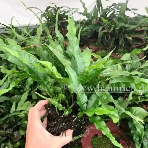 Heißes Angebot Microsorium pteropus XXL (Mutterpflanze)