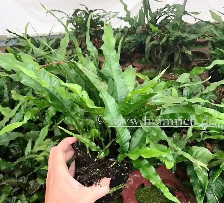 Heißes Angebot Microsorium pteropus XXL (Mutterpflanze)