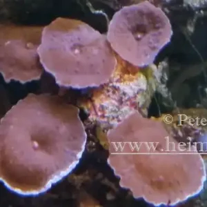 Rhodactis spec. Super Red, med (Rote Scheibenanemone) Top-Seller