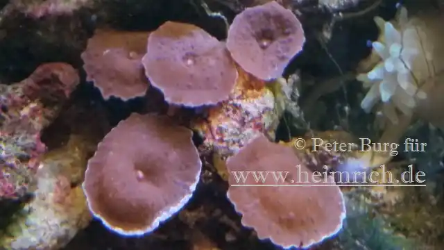 Rhodactis spec. Super Red, med (Rote Scheibenanemone) Top-Seller