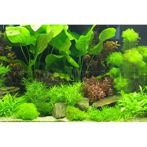 Tropical-Sunrice 120x50x50cm Bestpreis