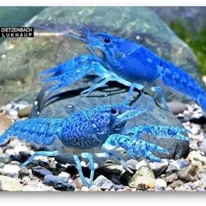Procambarus alleni - Metallic Blauer Floridahummer Nur Heute