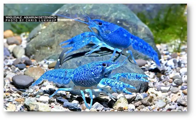 Procambarus alleni - Metallic Blauer Floridahummer Nur Heute