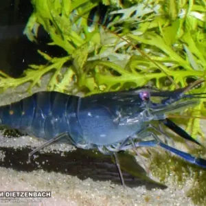 Macrobrachium cf. rosenbergii - Blaue Riesenhandgarnele Highlight