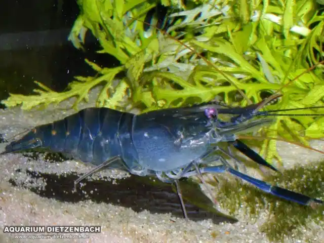 Macrobrachium cf. rosenbergii - Blaue Riesenhandgarnele Highlight