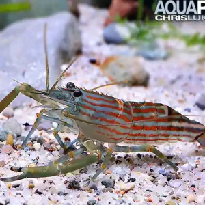 Macrobrachium cf. gracilirostre - Rotgestreifte Großarmgarnele Neuheit