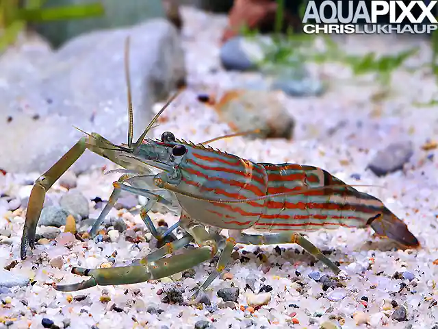 Macrobrachium cf. gracilirostre - Rotgestreifte Großarmgarnele Neuheit