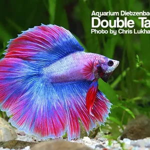 Nur Für Kurze Zeit Siam. Kampffisch spec. Halfmoon Doubletail, lg (Betta splendens)