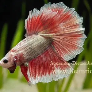 Top-Angebot Siam. Kampffisch PREMIUM 'Halfmoon Special Color', lg (Betta splendens)