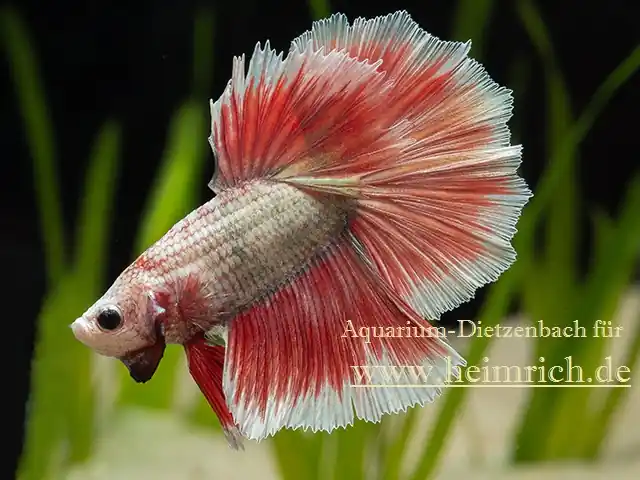 Top-Angebot Siam. Kampffisch PREMIUM 'Halfmoon Special Color', lg (Betta splendens)