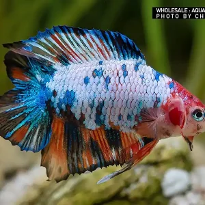 Neu Siam. Kampffisch PREMIUM-Special 'Halfmoon Doubletail', lg (Betta splendens)