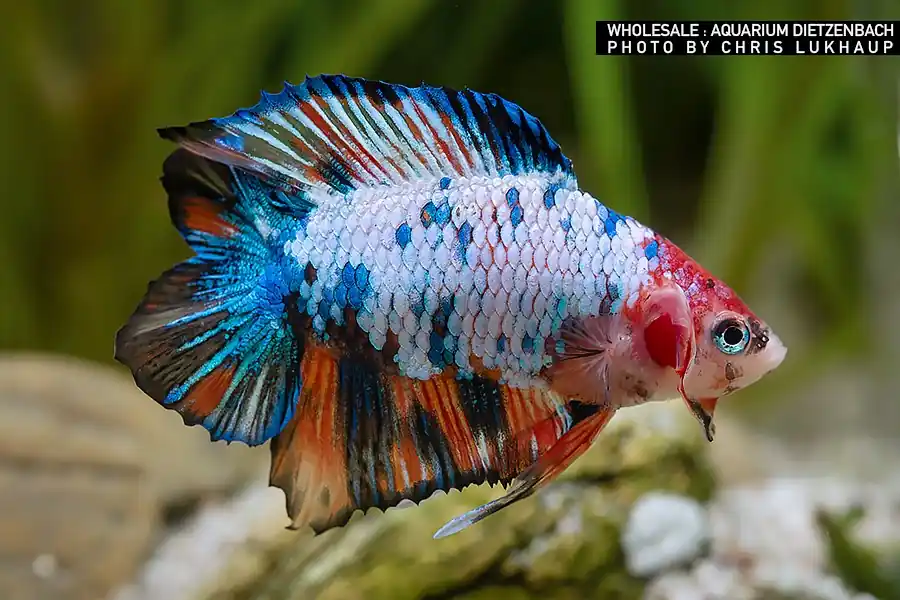 Neu Siam. Kampffisch PREMIUM-Special 'Halfmoon Doubletail', lg (Betta splendens)