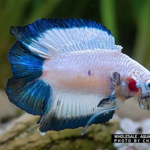 Sofort Bestellen Siam. Kampffisch PREMIUM-Special 'Halfmoon Doubletail', lg (Betta splendens)