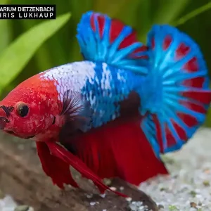 Begrenztes Angebot Siam. Kampffisch PREMIUM-Special 'Gigant XXL', lg (Betta splendens)