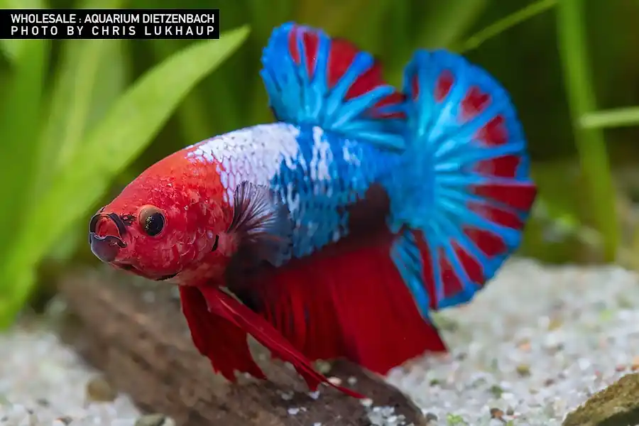 Begrenztes Angebot Siam. Kampffisch PREMIUM-Special 'Gigant XXL', lg (Betta splendens)